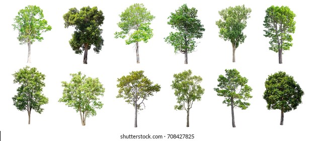 Baum Architektur Stockfotos Bilder Und Fotografie Shutterstock