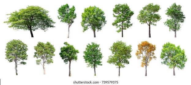 Preservation Trees Images Stock Photos Vectors Shutterstock