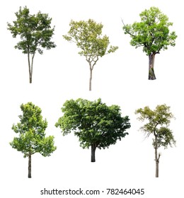 Collection Isolated Trees On White Background Stock Photo 782464045 ...