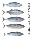 Collection of isolated tuna fish 