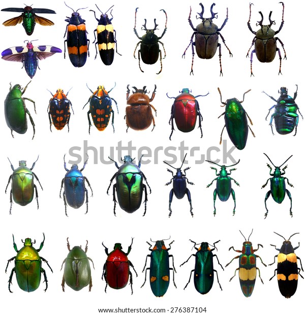 白い背景に宝飾甲虫のコレクション リアルなカラフルな熱帯の蝶と昆虫のセット 動物学 昆虫学 生物学 の写真素材 今すぐ編集