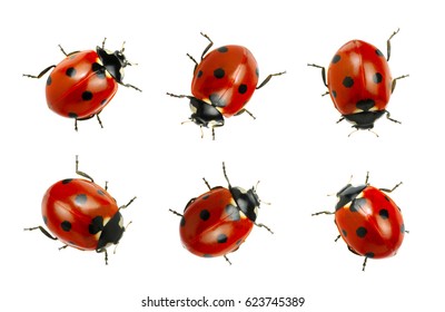 Collection of ladybugs isolated on white 