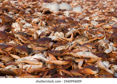 Collection Of Large Quantity Red Seacrabs For Export With Shallow Depth Of Field.