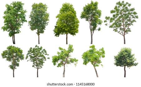 95,672 Tree mask Images, Stock Photos & Vectors | Shutterstock