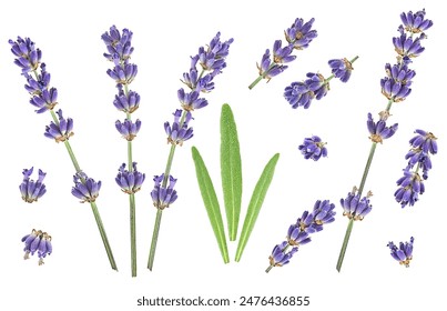 Collection of lavender flowers and green leaves isolated on a white background, view from above. - Powered by Shutterstock