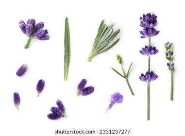 Collection of Lavender flowers isolated on white background. Lavender flower design elements for alternative and herbal medicine and beauty therapy.  - Powered by Shutterstock