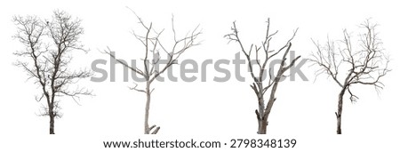 Collection of leafless dead trees isolated on white background for design use