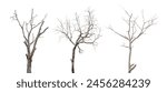 collection of Leafless tree isolated on white background. clipping path