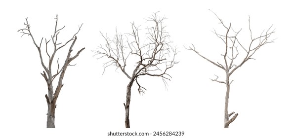 collection of Leafless tree isolated on white background. clipping path - Powered by Shutterstock