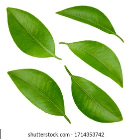 Orange Fruit Leaf Images, Stock Photos & Vectors | Shutterstock