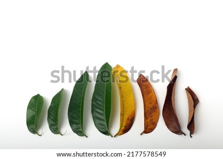 Collection of leaves from small green leaf to small dry leaf. Concept of evolution