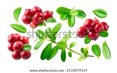 Collection of lingonberry and leaf isolated on white background. Lingonberry, mountain cranberry or cowberry twig with leaves and berries set.