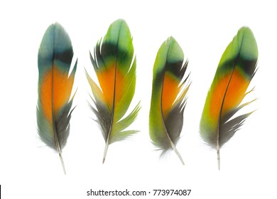 collection  lovebird feather isolated on white background
