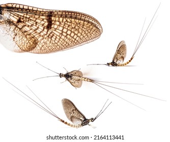 Collection of many different view of green drake mayfly, Ephemera danica