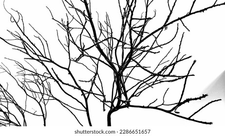 a collection of many dry tree branches - Powered by Shutterstock