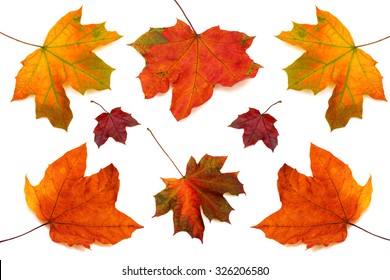 Collection of maple leaves isolated on white background - Powered by Shutterstock