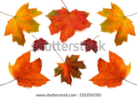 Collection of maple leaves isolated on white background