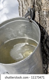 Collection Maple Tree Sap For Making Maple Syrup