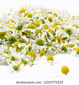 Collection of medicinal herbs. Medicinal chamomile lies on a white background - Shutterstock ID 2310773229