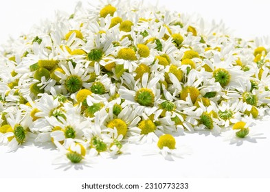 Collection of medicinal herbs. Medicinal chamomile lies on a white background - Shutterstock ID 2310773233