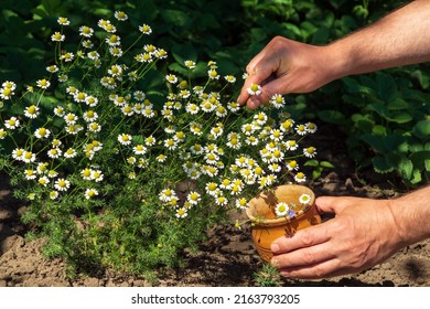 Collection Of Medicinal Herbs Chamomile On The Lawn In The Forest.