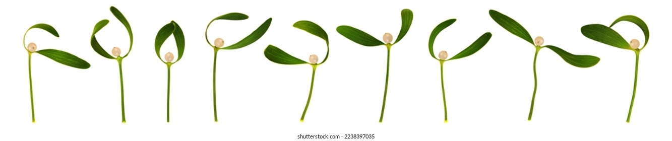 Collection of mistletoe  branches with berries. Christmas plants isolated on white background.