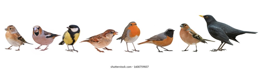 Collection of the most common European birds, isolated on white background - Powered by Shutterstock