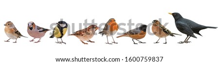Collection of the most common European birds, isolated on white background