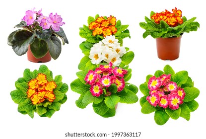 Collection Multicolored Violets Different Angles Isolated Stock Photo ...