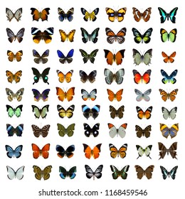 Collection Multiple Thailand Beautiful Butterflies Various Stock Photo ...