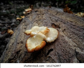 A collection of mushrooms in the garden that collapsed on a weathered tree