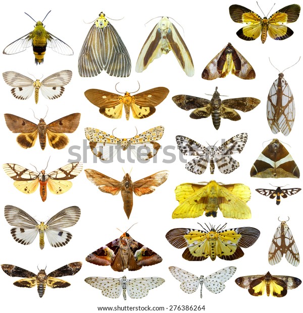 Collection Night Butterflies Isolated On White Stock Photo 276386264 ...