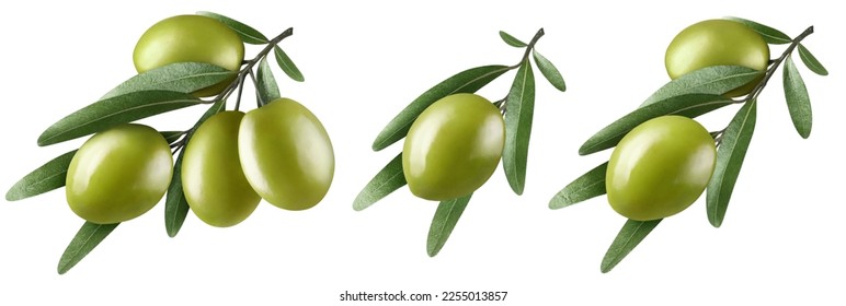 Collection of olive branches, isolated on white background