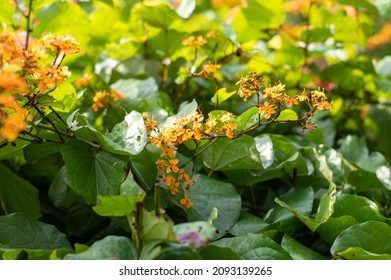 
A Collection Of Orange Flowers In A Garden.