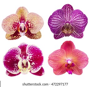 
Collection of orchid flower isolated on white.Orchid. Orchid flower. 
