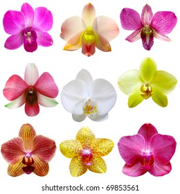 Collection Of Orchid Flower Isolated On White