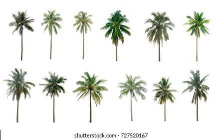 collection  Palm coconut  the garden  isolated on white background - Shutterstock ID 727520167