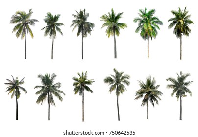 collection Palm coconut the garden isolated on white background - Shutterstock ID 750642535