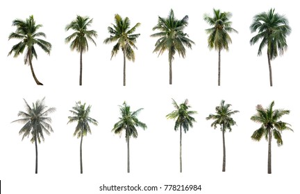 collection Palm coconut the garden isolated on white background. - Shutterstock ID 778216984
