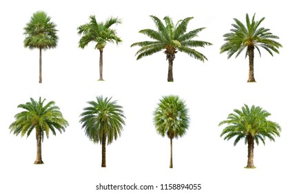 Collection of Palm tree isolated on white background, set of eight palm trees