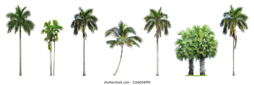 23,974 Royal palm Images, Stock Photos & Vectors | Shutterstock