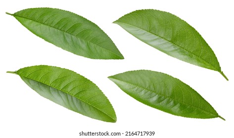 Collection peach leaf on white background. Peach leaf isolated clipping path. Peach leaf macro studio photo