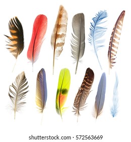 collection pen feathers of birds, isolated on white background