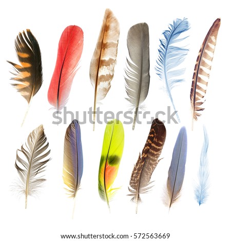 collection pen feathers of birds, isolated on white background
