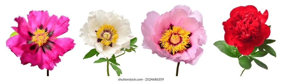 Collection peony head isolated on white background. Beautiful spring flowers. Flat lay, top view - Powered by Shutterstock