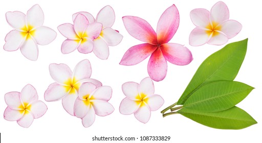 Collection Of Pink Plumeria Or Frangipani Flowers And Green Leaves With Clipping Path. Closeup Of Plumeria Flower Blooming And Leaf Isolated On White Background (Hawaiian Lei, Hawaii, Leis, Bali, Spa)