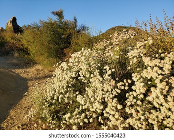 A Collection From The Placerita Canyon In Santa Clarita California. A Hiking Trail With Beautiful Scenery Of Overgrown Brush And Rolling Hills.