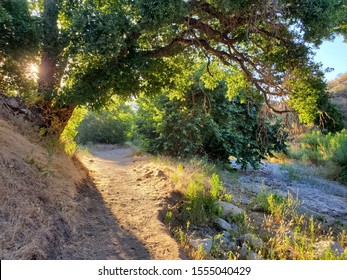 A Collection From The Placerita Canyon In Santa Clarita California. A Hiking Trail With Beautiful Scenery Of Overgrown Brush And Rolling Hills.