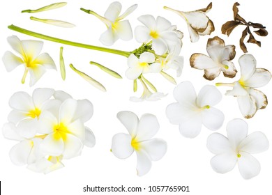 Lei Isolated Images, Stock Photos & Vectors | Shutterstock