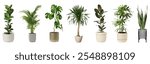 Collection of potted plants featuring various green plants in pots. Indoor plants, potted greenery, diverse plant types, decorative pots, home decor. Potted plant elements isolated on white.